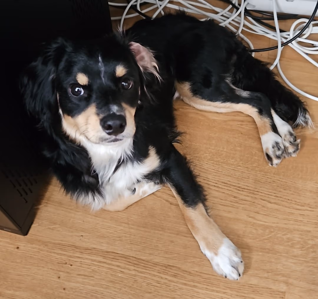 Balou lying alertly next to a computer and a data cable, monitoring development.