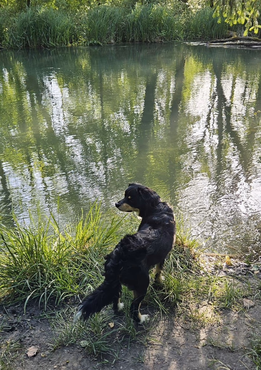 Balou relaxing in nature, enjoying the peace after an exhausting code review.
